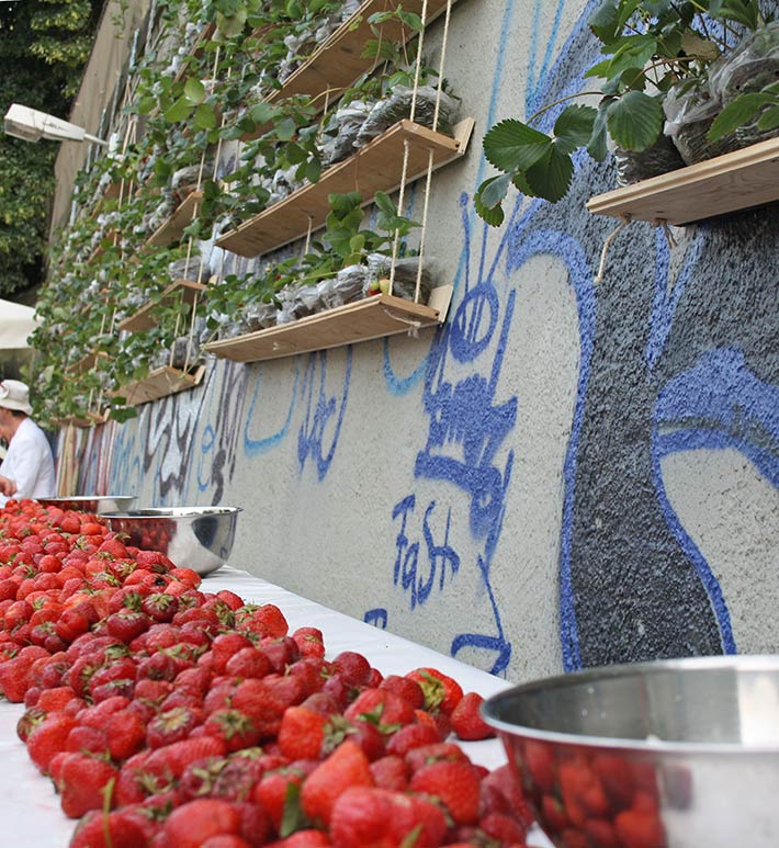  Rettung von 400 Erdbeerpflanzen der Kleingartenanlage Alt Ruhleben 2 von Peter Müller